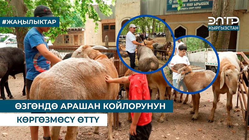 ӨЗГӨНДӨ АРАШАН КОЙЛОРДУН ЖАРЫШЫ ӨТТҮ