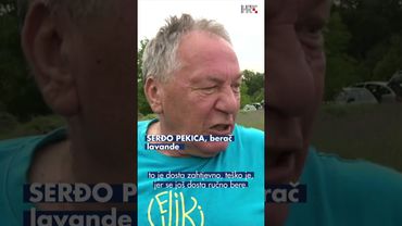 Izazovi proizvođača lavande u Istri