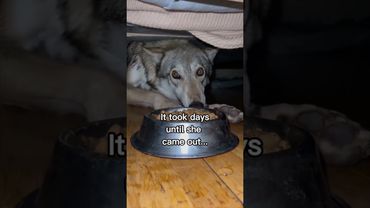 Волчица запрыгнула в окно к парню и остался жить у него