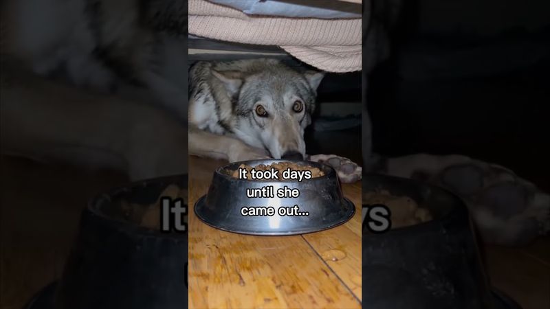 Волчица запрыгнула в окно к парню и остался жить у него