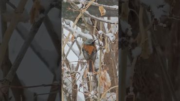 Что за птицы? Это рай для орнитологов! У нас в Ущелье под окном сейчас десятки разных птичек.