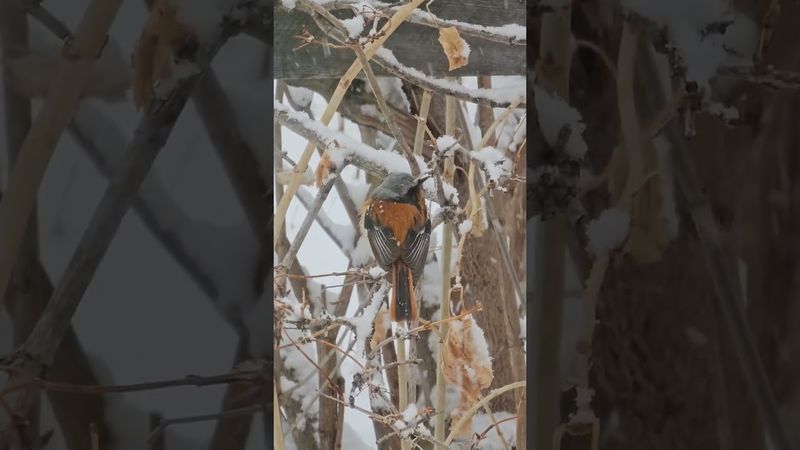 Что за птицы? Это рай для орнитологов! У нас в Ущелье под окном сейчас десятки разных птичек.