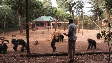 A life devoted to caring for Sierra Leone's chimpanzees | AFP