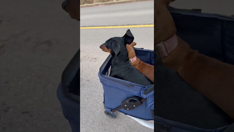 Monty and Lola Out for a Stroll || ViralHog