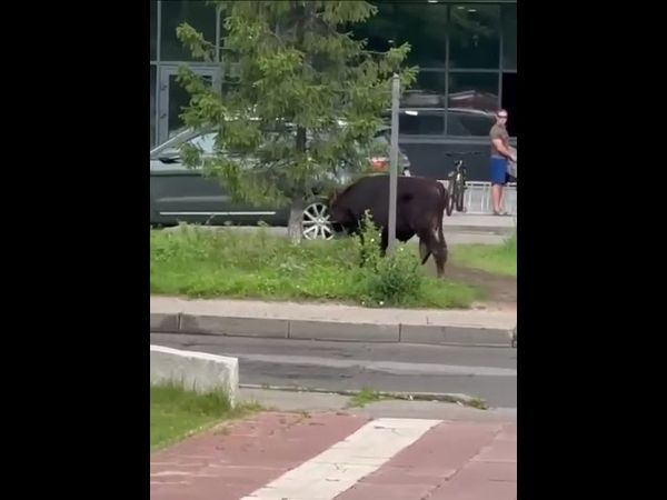 Огромный бесхозный бык бегает по центру подмосковных Люберец