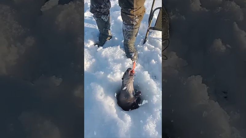 ЛЮТАЯ РЫБАЛКА 2026