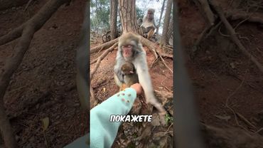 Вот что будет, если показать обезьяне грязь на руке