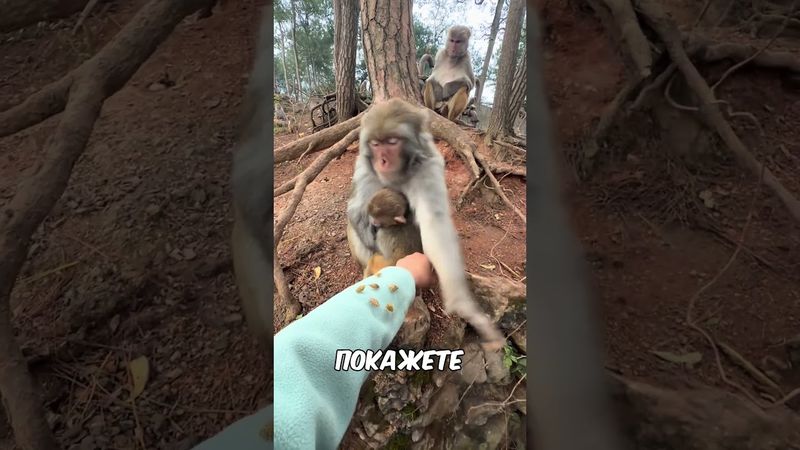 Вот что будет, если показать обезьяне грязь на руке