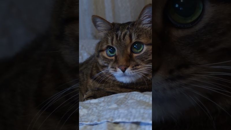 Хороший конь 🫏🐎😉🤣 #cat #кот #юмор #котушка #приколы #цитаты