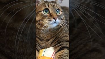 Проверить пульс 📈🙀🤔🤣 #cat #кот #юмор #котушка #приколы #цитаты #смех