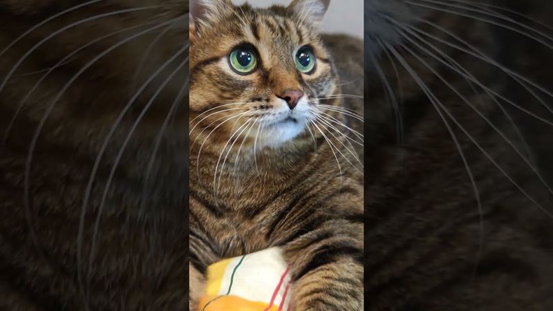 Проверить пульс 📈🙀🤔🤣 #cat #кот #юмор #котушка #приколы #цитаты #смех