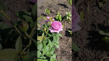 Цветение моей розы флорибунды Кармен Вюрт