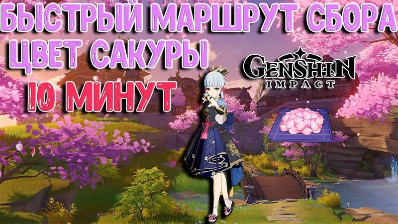 Цвет Сакуры маршрут | 10 минут | Genshin Impact