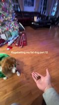You would think he has learned by now 😭 #dog #funny #viral 