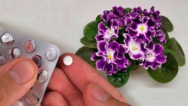 1 Comprimé Sous N'Importe Quelle Fleur. Ils vont se faire botter le Cul!