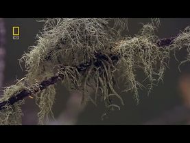 Дикая природа России / Фильм 1 из 6 Сибирь/ (National Geographic)