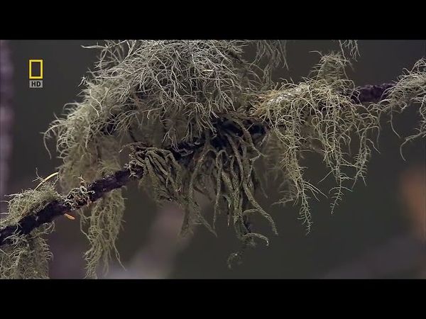 Дикая природа России / Фильм 1 из 6 Сибирь/ (National Geographic)