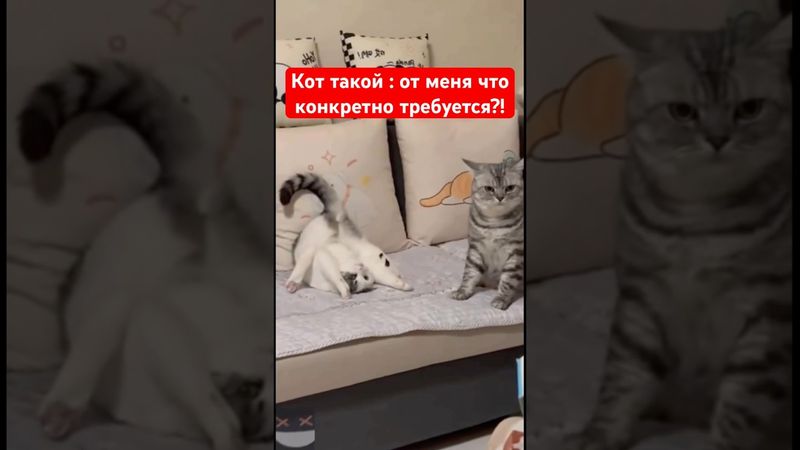 Кот такой : от меня что конкретно требуется?