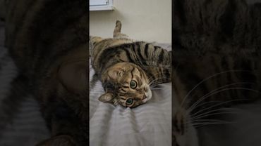 Надо бы корову купить ☝️😻🤔🤣 #cat #кот #юмор #цитаты #фильмы #кино #приколы #котушка