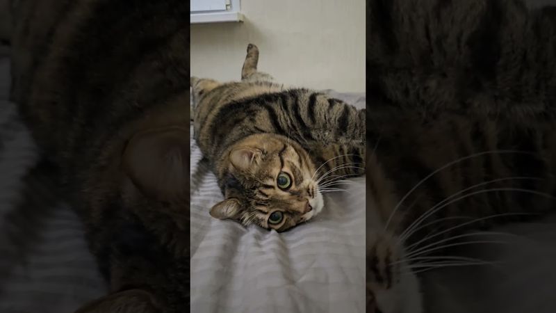 Надо бы корову купить ☝️😻🤔🤣 #cat #кот #юмор #цитаты #фильмы #кино #приколы #котушка