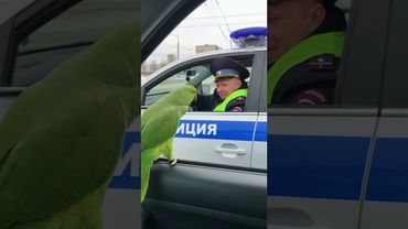 Попугай с инспектором ДПС #shorts