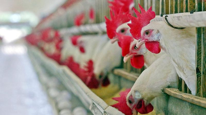 Бразилия объявила, что вспышка птичьего гриппа остановлена