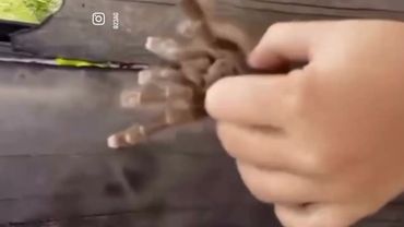 Комменты под видеом ( видео из инстаграмма )