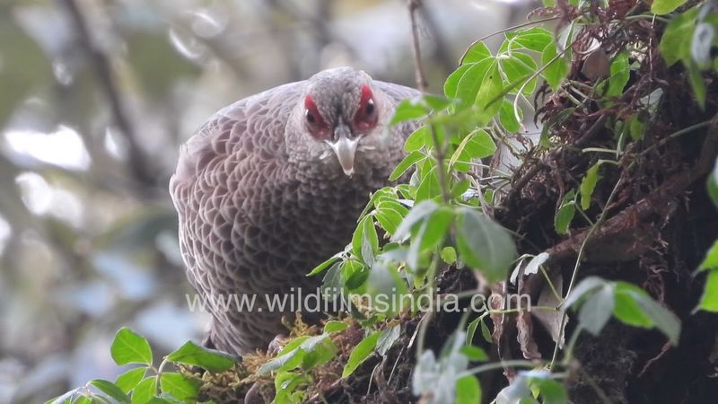Female Kalij Pheasant ascends Oak tree for nightly roost, eats lichens and moss before settling in