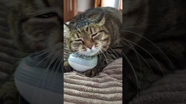 Let It Be - Будь как будет 😻😉🤗❤ #cat #кот #music #song #songlyrics #котушка #приколы #веселыекоты