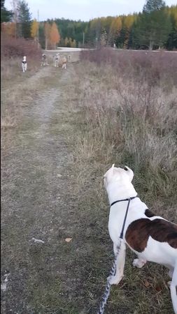 Наблюдатель #амстаффтерьер #стаясобак