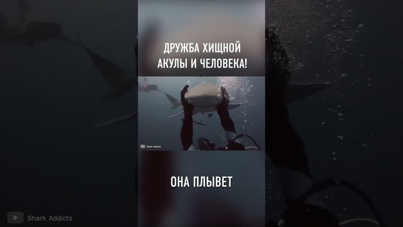 Невероятная Дружба Хищной Акулы и Человека #shorts