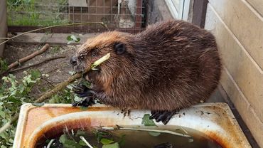 Beaver Vasilisa died