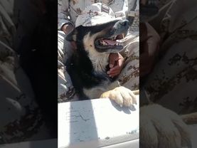 Firulais sirviendo a la patria