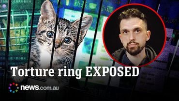 Inside the sick underworld of cat torture rings