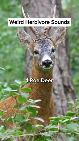 Weird Herbivore Sounds #herbivore #animals #animalsounds #weirdsounds...