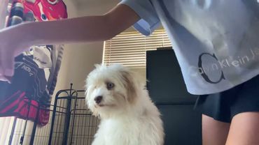 Watch me an my dog training