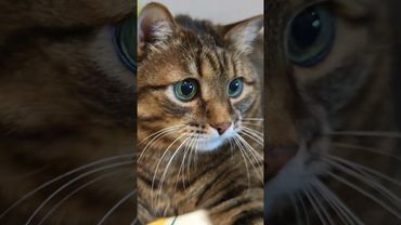 Самый старший 🙀🤔😉🤣 #cat #кот #юмор #котушка #цитаты #пародия #приколы