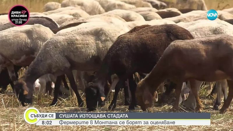 Фермерите в Монтана се борят за оцеляване заради сушата и шарката по стадата