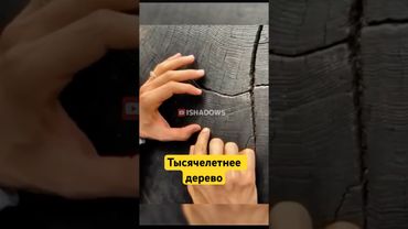 Каждое Кольцо — Один год Жизни Дерева! #shotrs