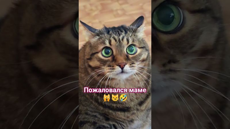 Настучал на жену 🙀😉😆🤣 #cat #кот #юмор #котушка #кино #приколы #смех