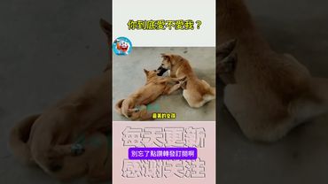 搞笑動物系列第331集 你到底愛不愛我？ #搞笑 #喵哥是萌新 #貓咪 #搞笑 #喵哥是萌新 #貓咪 #funny  #爆笑 #科普 #爆笑 #遊戲 #遊戲 #animals #cat #熱門 #熱門