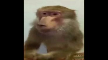 Кишлак - POPSA 2025 (Album 2025)