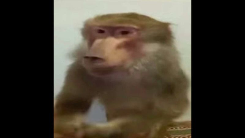 Кишлак - POPSA 2025 (Album 2025)