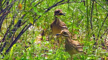 Cutest large bulgy yellow eyes you saw on a bird! Stone Curlew a nocturnal bird, eyes see in dark!