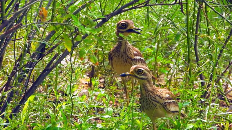 Cutest large bulgy yellow eyes you saw on a bird! Stone Curlew a nocturnal bird, eyes see in dark!