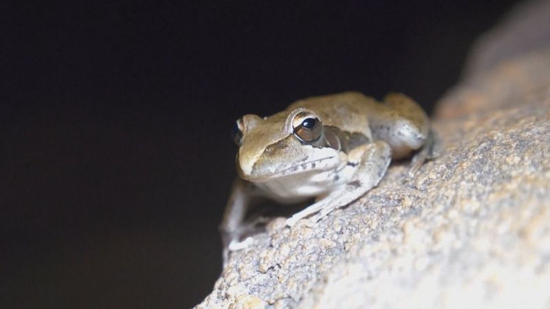 Муравьи-зомби и лягушки-ракеты: как биологи изучают фауну Австралии