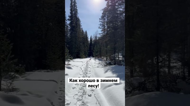 Как хорошо в зимнем лесу! Природа наполняет и окрыляет 😊