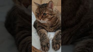 Закрой рот 🫢🙀🤫🤩#cat #кот #психология #котушка #приколы