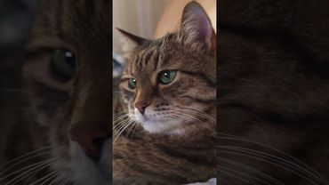 Философия 🙀🤔😉🤣 #cat #кот #позитив #популярное #юмор #цитаты #приколы #котушка