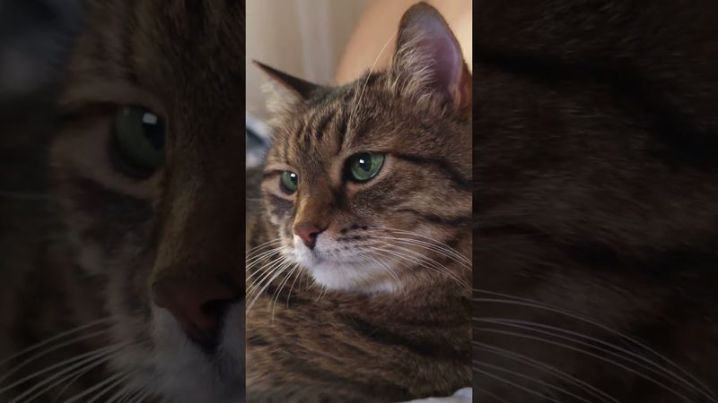 Философия 🙀🤔😉🤣 #cat #кот #позитив #популярное #юмор #цитаты #приколы #котушка